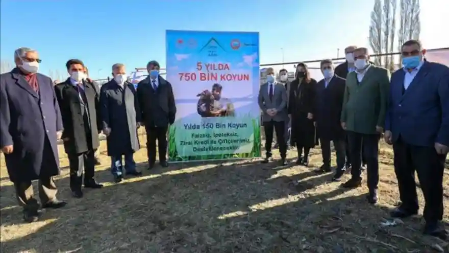 5 Yılda 750 Bin Koyun Projesi Kapsamında Çiftçiler Koyunlarını Tedarik Etmeye Başladı