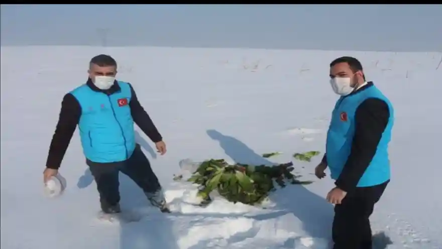 YABAN HAYVANLARI İÇİN DOĞAYA YEM BIRAKILDI