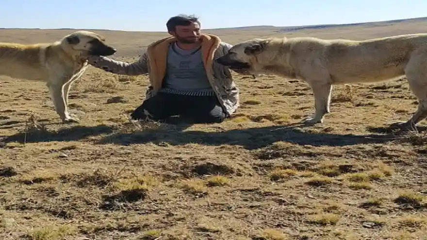 Doğubayazıt'ta Kangal Çiftliği Kurdu