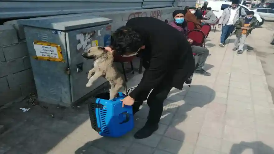 Doğubayazıt’ta Yavru Köpeğe şefkat eli