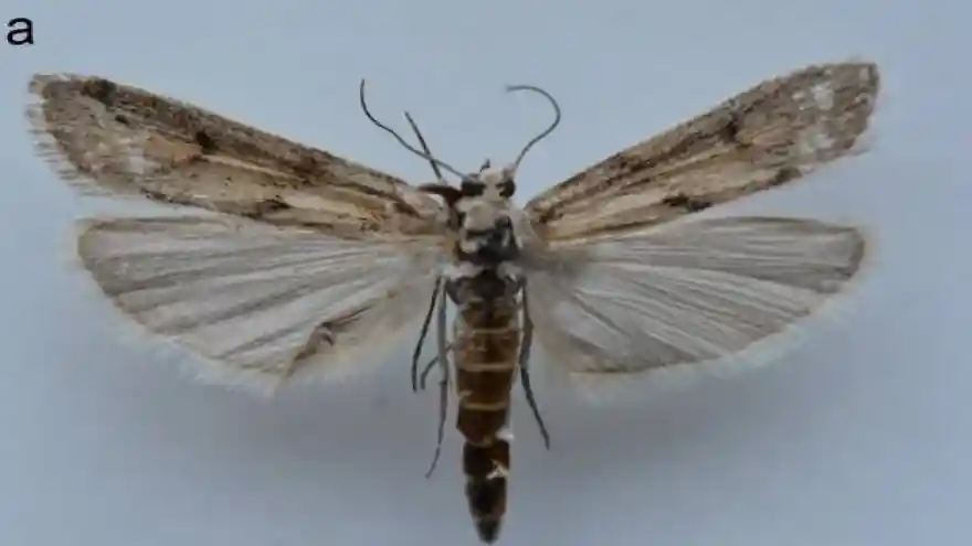 Yeni Keşfedilen Kelebeğe Iğdır adı verildi