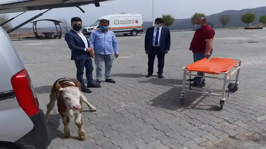 Hayvan Hastanesi’nde  Simental Melezi Buzağı Muayene Edildi