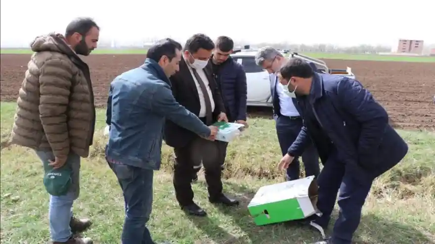 AĞRI'DA PANCAR EKİMİ BAŞLADI