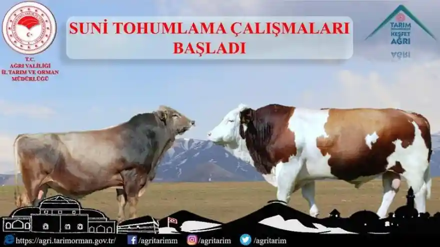 Tarım Müdürlükleri  Suni Tohumlama Çalışmalarına Başladı