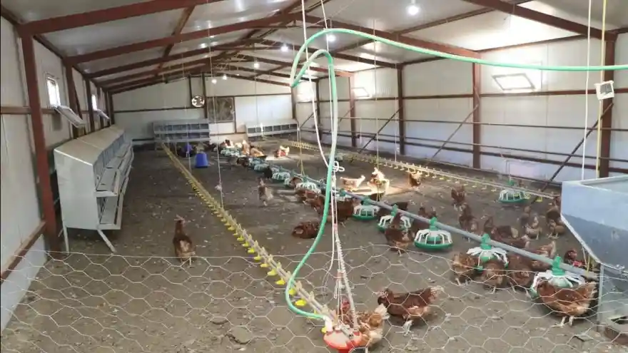 İl Tarım ve Orman Müdürü Yumurtacı Tavuk Kümesini Ziyaret Etti