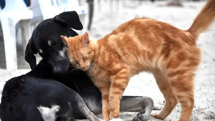 Hayvanları Koruma Kanunu geliyor: Taslakta hangi maddeler yer alıyor?