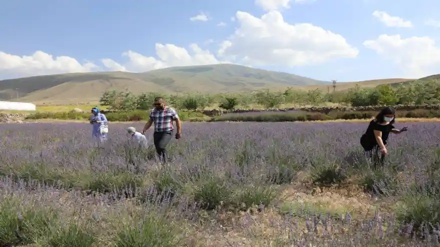 Ağrı Dağı eteklerindeki, Lavanta Çiçeklerinden Kozmetik Ürünler Elde Edilecek