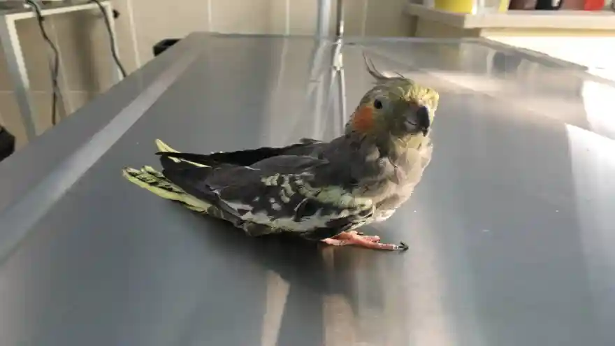 Iğdır Üniversitesi Hayvan Hastanesinde Bacağı Kırılan Papağana Pin Uygulaması Yapıldı