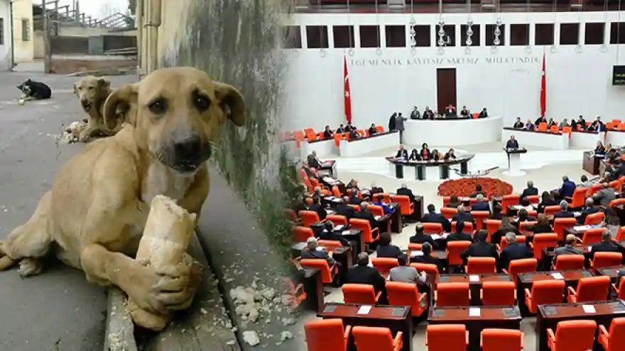 'Hayvanları Koruma Kanunu' Meclis'ten geçti