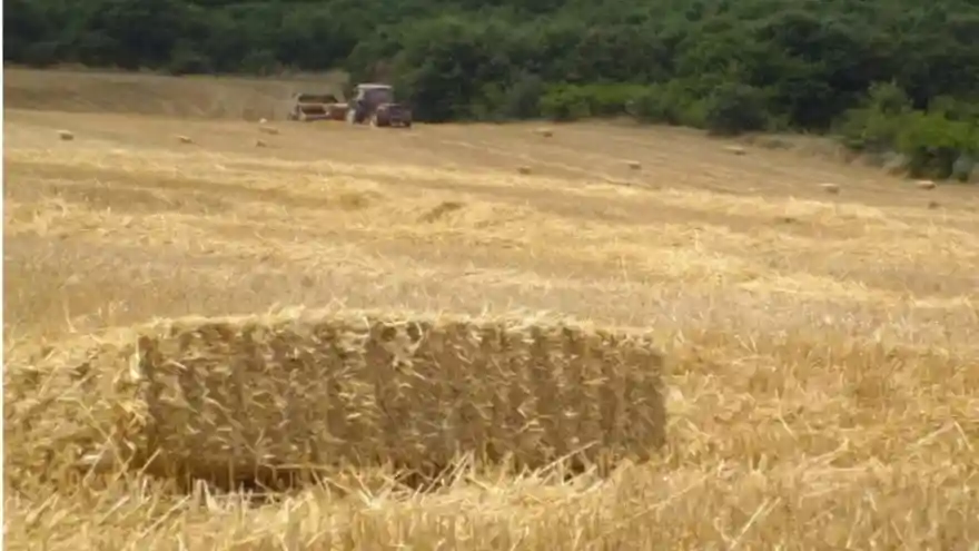  Saman altın gibi değerlendi; tonu 550 TL'den 1250 TL'ye çıktı