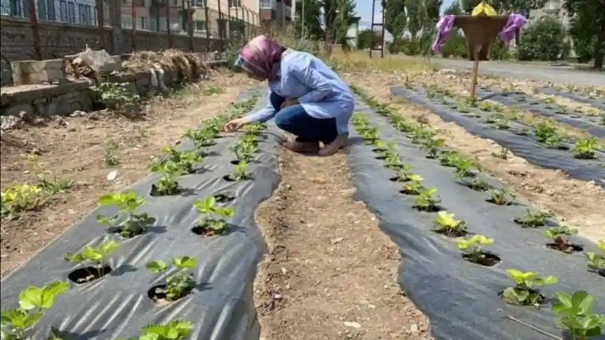 AĞRI’DA KURULAN ÇİLEK BAHÇELERİNDE GEREKLİ KONTROLLER YAPILIYOR