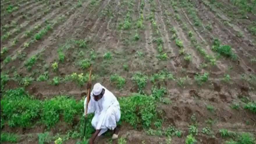 Türkiye, Sudan'dan tarıma başlıyor: 100 bin hektar arazi tahsis edildi