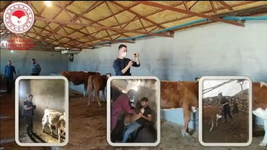 Hayvan Hastalıkları ile Mücadelede Aşılama ve Küpeleme Çalışmaları Devam Ediyor
