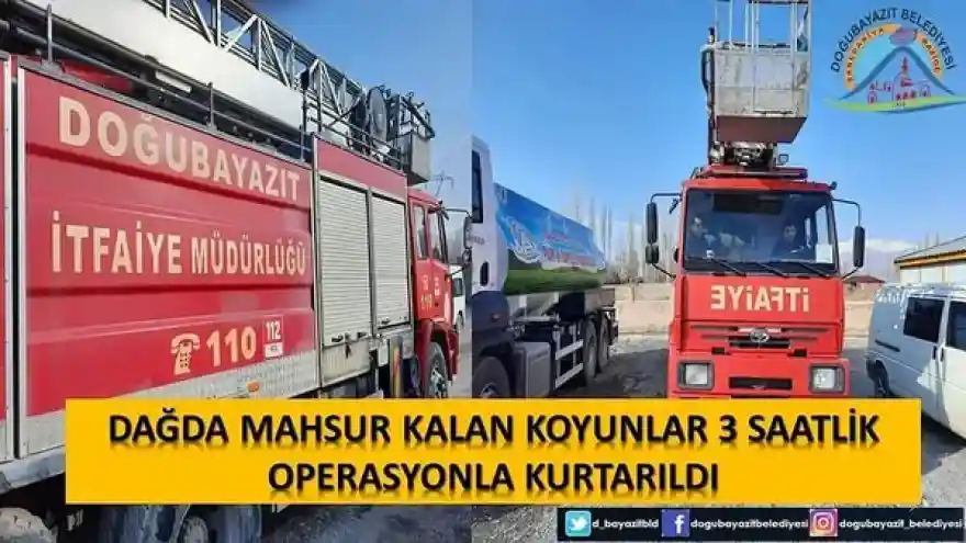 Mahsur Kalan Hayvanlar Kurtarıldı