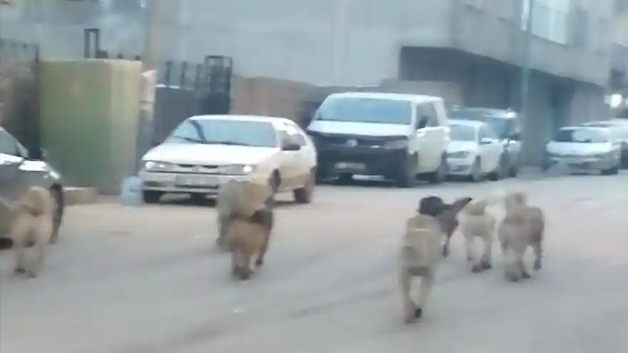 Sokak Köpeklerine Bir Çözüm Bulunmalı 