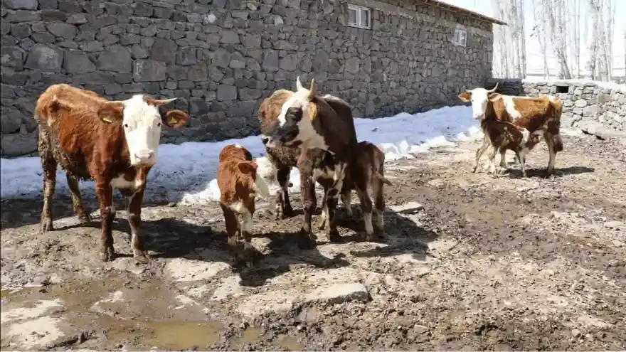 KOMBİNE IRKLARIN YAYGINLAŞTIRILMASI PROJESİ KAPSAMINDA 2. ETAP SUNİ TOHUMLAMA ÇALIŞMALARI BAŞLADI