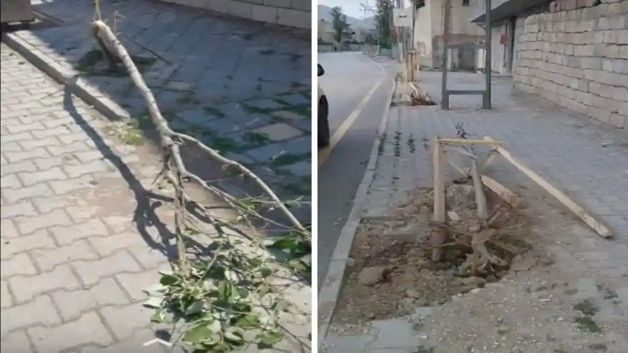 Doğubayazıt'ta Onlarca Yeni Ağaç Fidanını Kırdılar