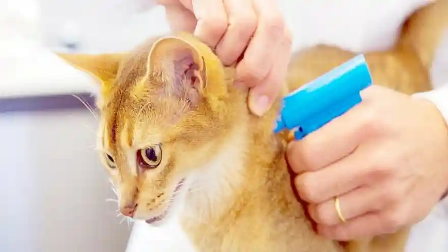 Evcil Hayvanların kimliklendirilmesi için son günler