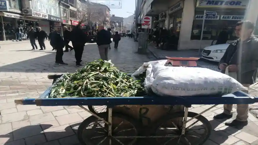 Doğubayazıt'ta Çiriş (Gulik) satışa çıktı