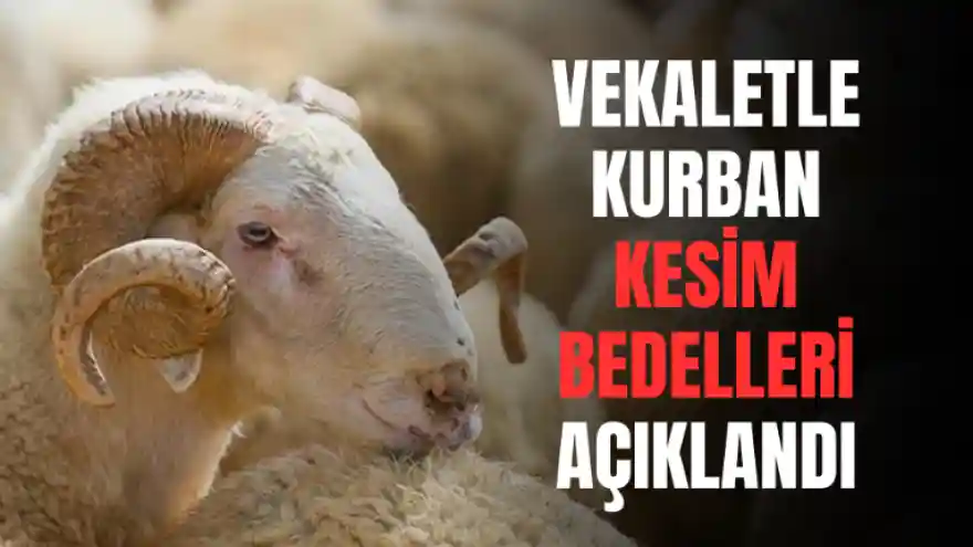 Diyanet, vekaletle kurban  kesim bedellerini açıkladı