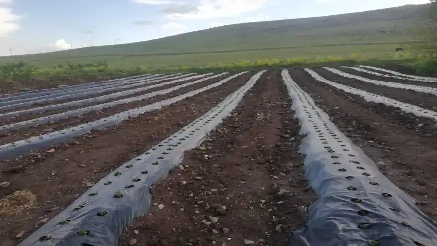 AĞRI'DA DEVLET DESTEĞİ İLE ÇİLEKLER TOPRAKLA BULUŞMAYA DEVAM EDİYOR