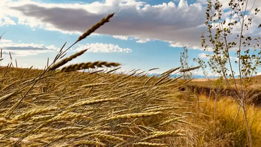 Ağrı'da Buğday başakları altın sarısı renkleriyle göz kamaştırdı