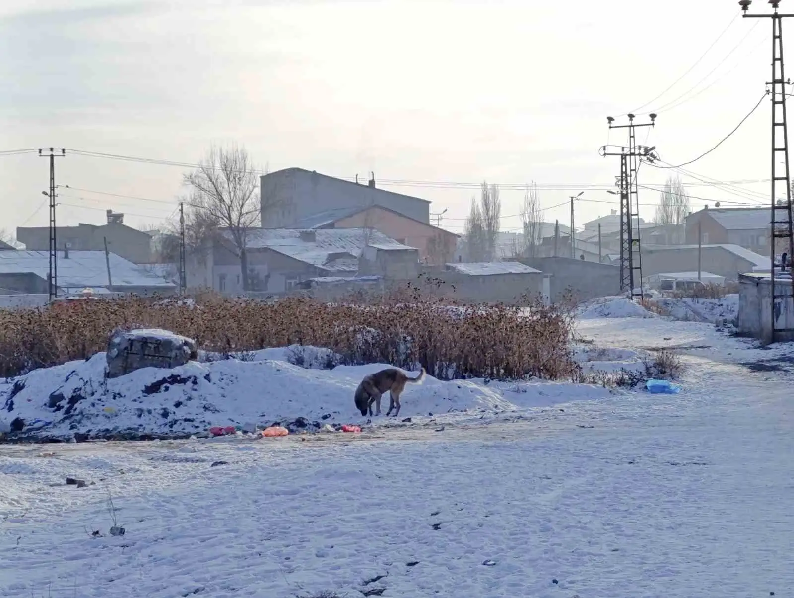 Sibirya soğukları Ağrı’da yaşamı felç etti 