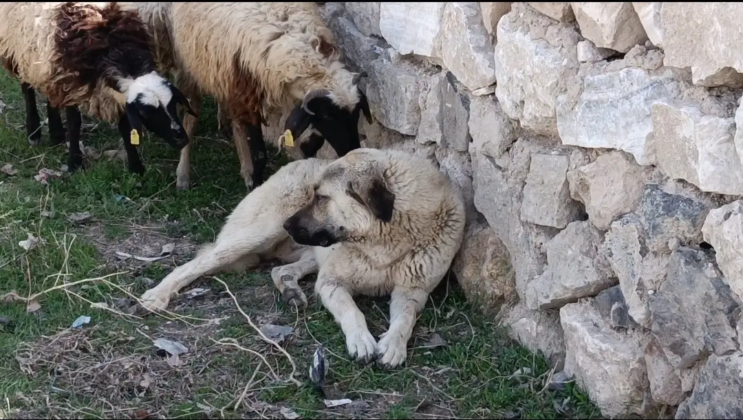 Sürünün sessiz koruyucusu, kalpleri fethetti 