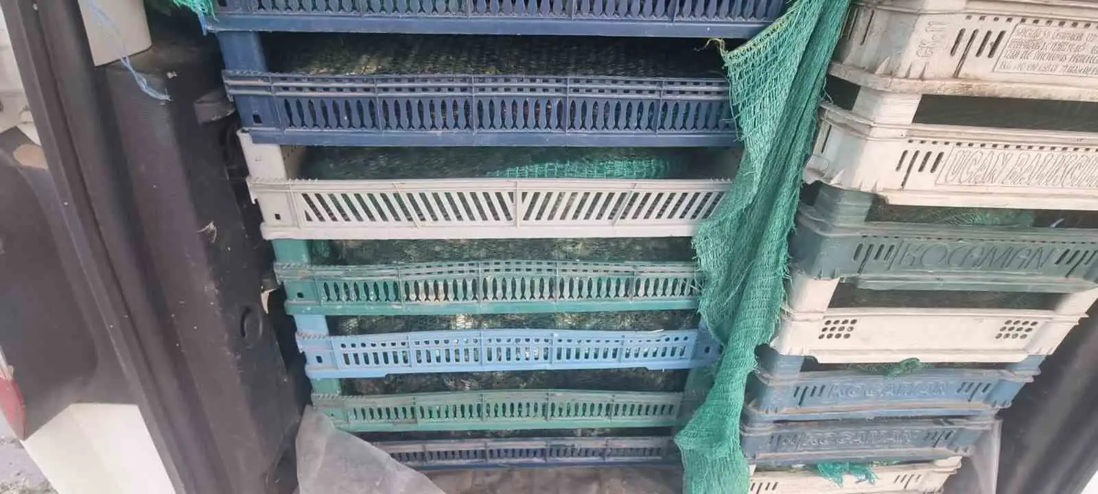 Doğubayazıt’ta kaçak kurbağa avcılığına jandarma operasyonu 