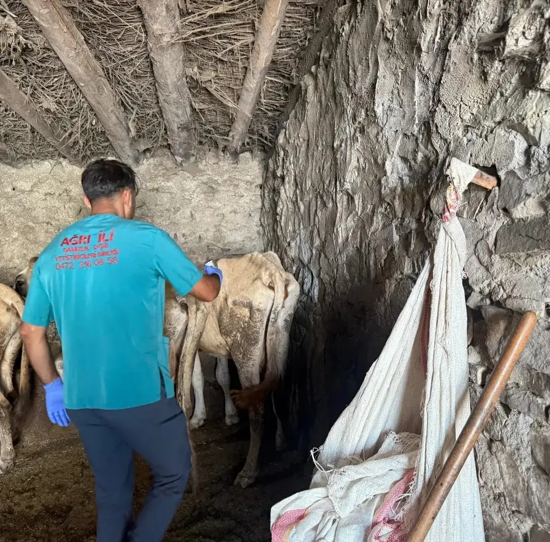 Diyadin’de şap hastalığına karşı aşı çalışmaları devam ediyor 