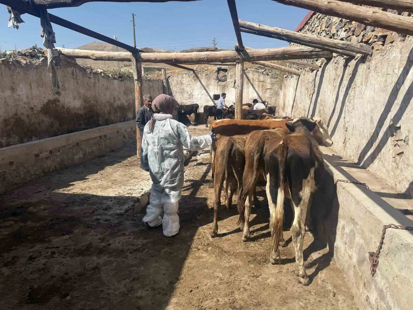 Ağrı’da şap hastalığına karşı aşılama çalışmaları sürüyor 