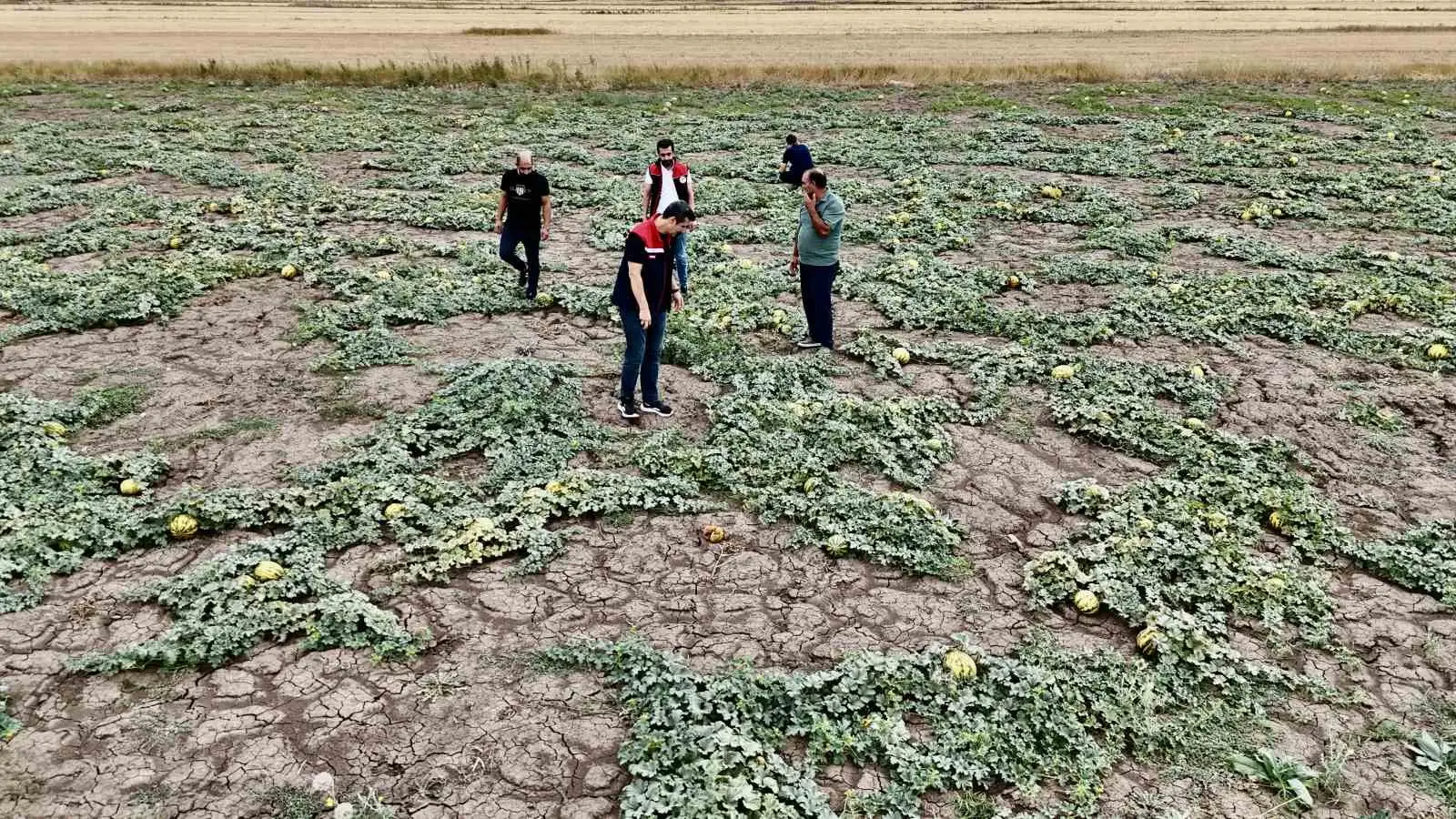 Ağrı’nın verimli tarlalarında kavunlar tezgâha hazırlanıyor 