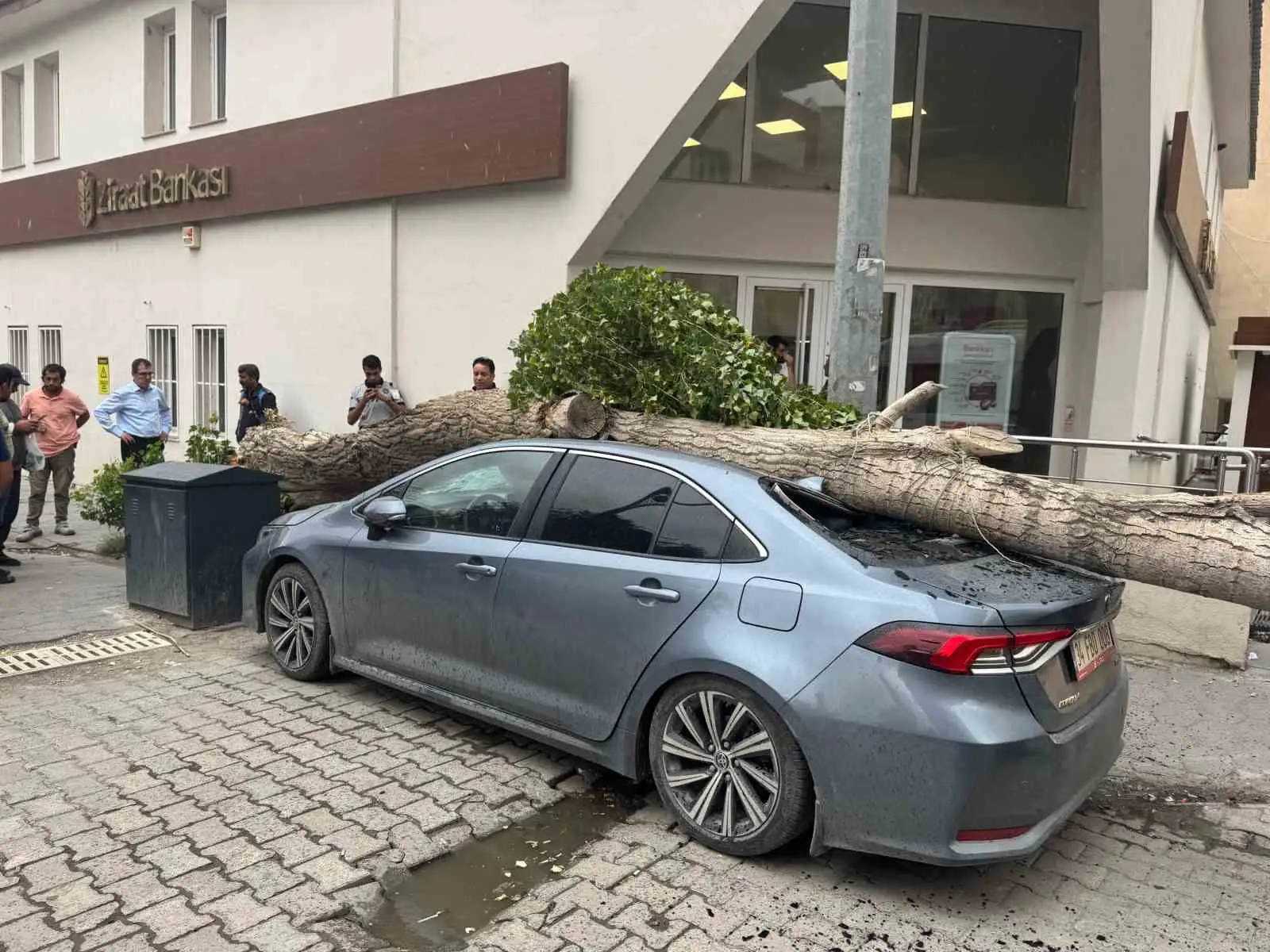 Diyadin’de ağaç devrildi araç hasar gördü 