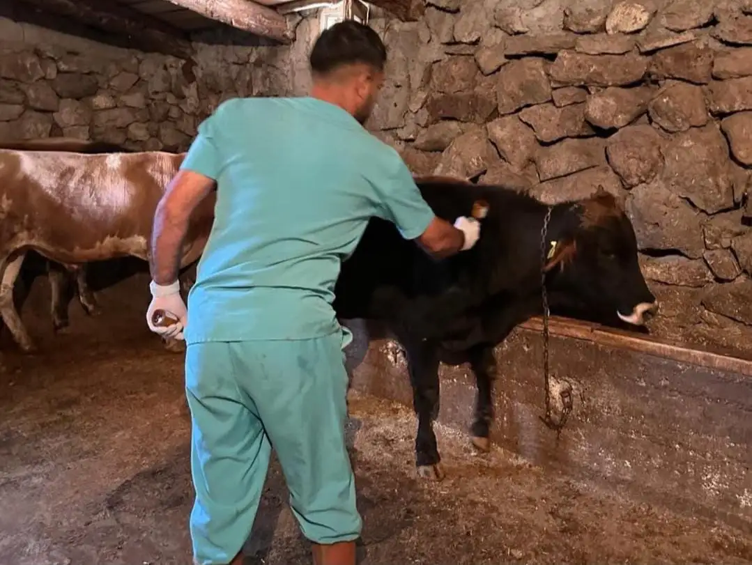 Şap hastalığına karşı aşılama çalışmaları sürüyor 