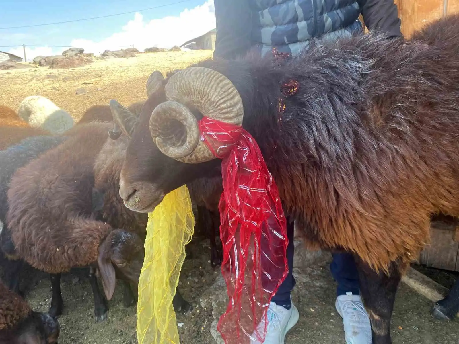 Yüzyıllık "koç katımı" geleneği Ağrı’da yaşatılıyor