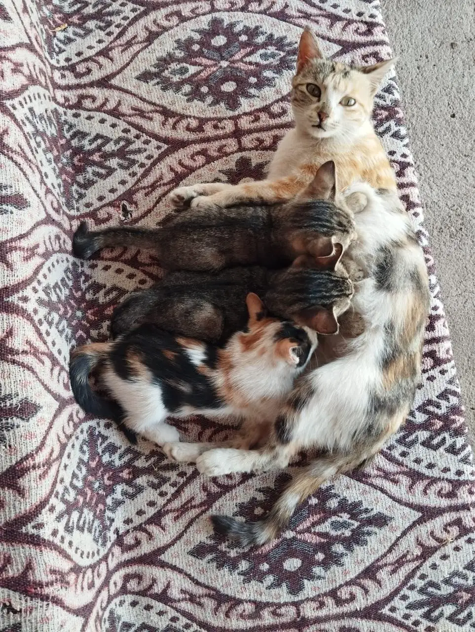 Sokak hayvanlarını elleriyle besliyor, onlara yuva oluyor 