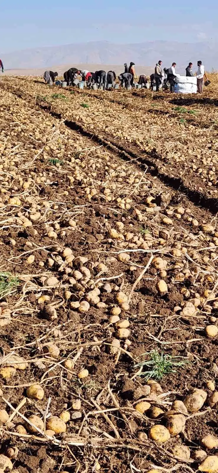 Patnos’ta patates hasadı tamamlandı: 500 Dönüm araziden  bin 650 ton ürün elde edildi 