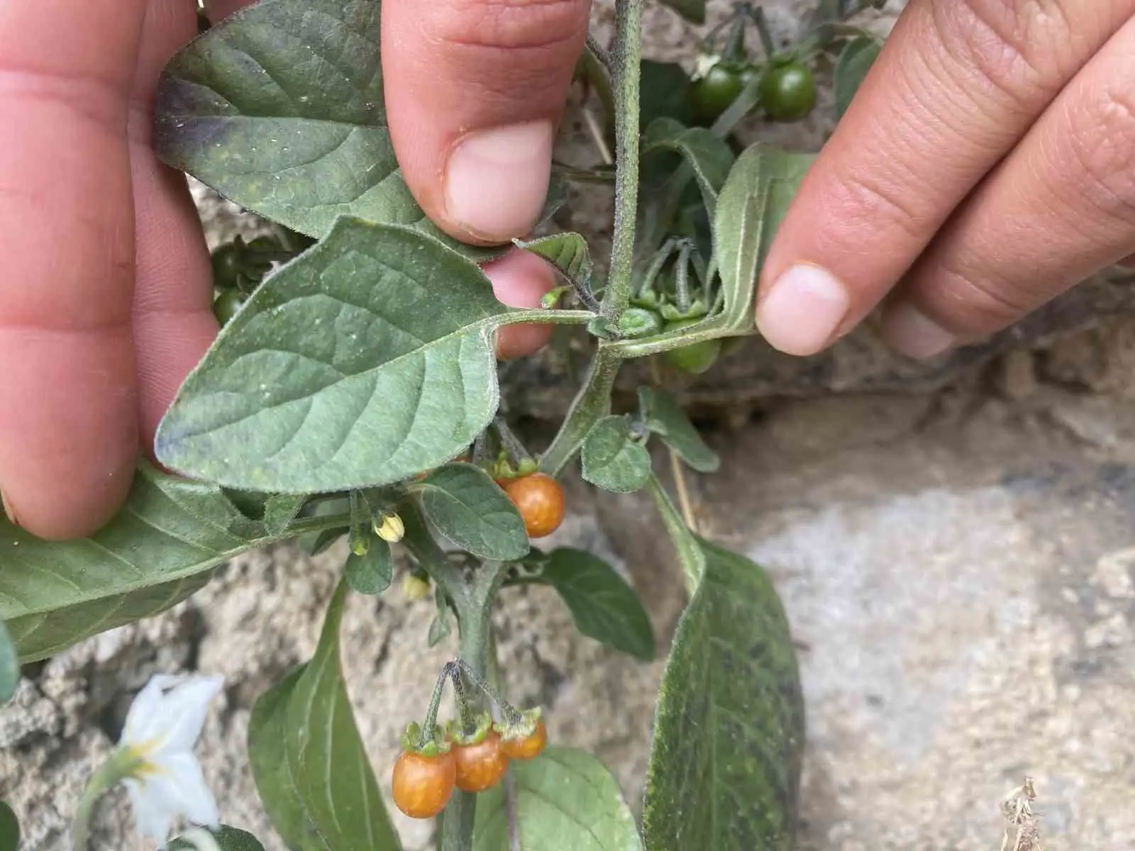 Ağrı’da kasım ayında açan çiçekler şaşırttı 