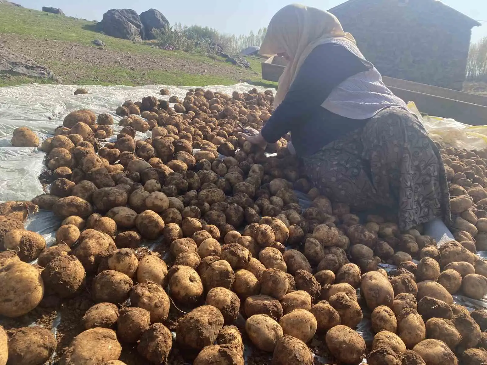 Ağrı’da kışlık patatesler geleneksel yöntemle toprağa gömülerek korunuyor 
