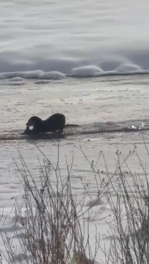 Murat Nehri’nde su samurları görüntülendi 