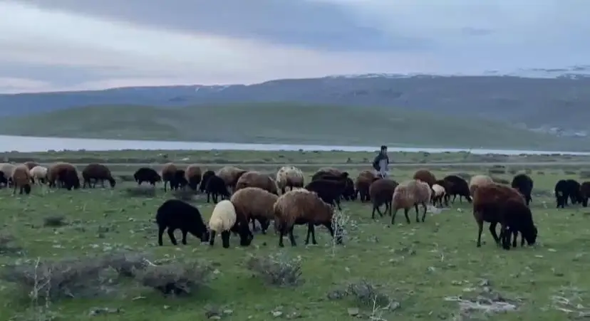 Ağrı’da küçükbaş hayvanlar meralara çıkarıldı 